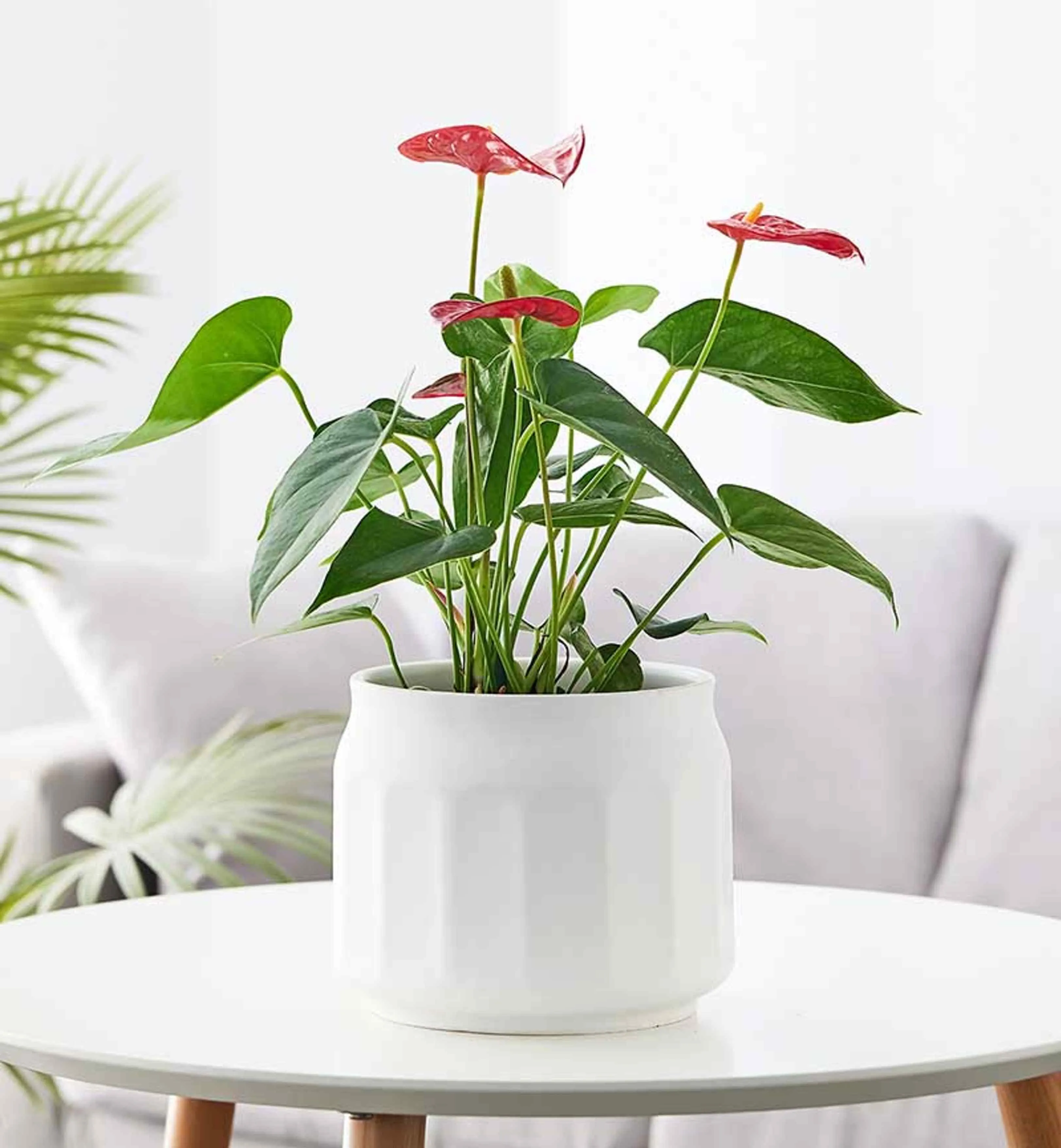 White Jar Ceramic Pot – Modern Indoor & Outdoor Planter